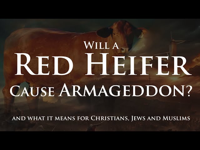 Will a Red Heifer Cause Armageddon in May 2024