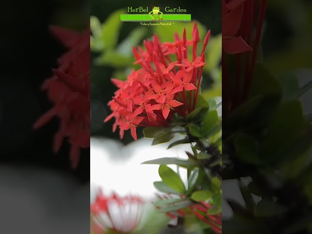 Ixora 🐸 #ixora #plants #medicinalplant #gardening #herbelgarden