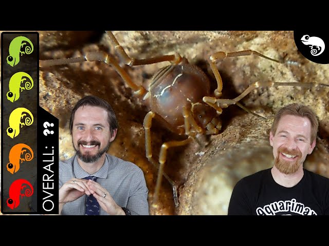 Armored Harvestman, The Best Pet Arachnid?