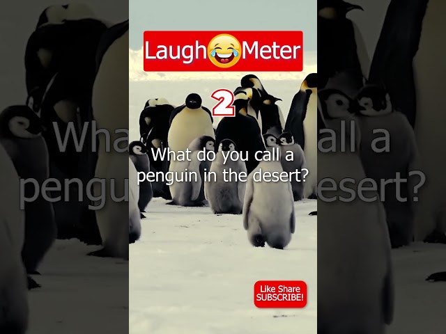 Desert Penguin | Laugh Meter