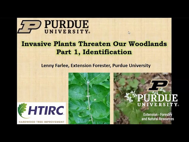 Invasive Plants Threaten Our Forests Part 1: Invasive Plant Species Identification