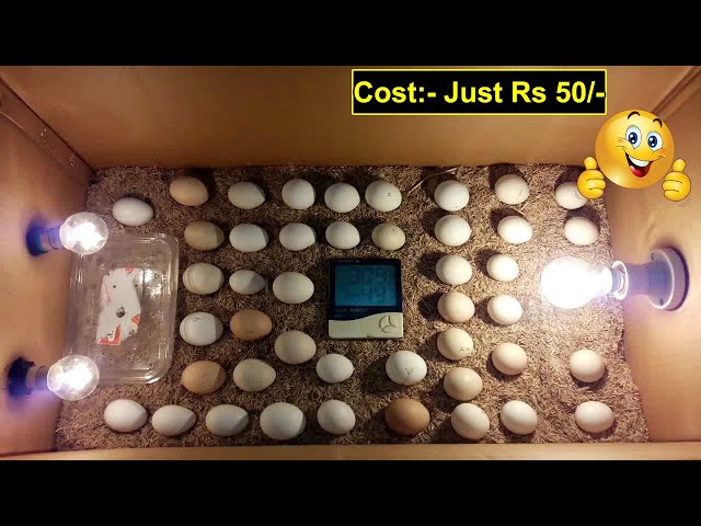 DIY Homemade Incubator for Chicken Eggs | Chicks Hatched In CARDBOARD BOX | Cardboard Box Incubator