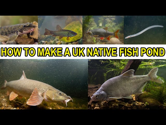 Making a UK Native Fish Pond