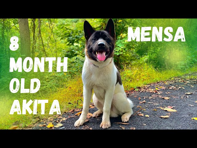 8 Month Old Akita (Mensa) | Best Philadelphia Dog Trainers | Off Leash K9 Training Philadelphia