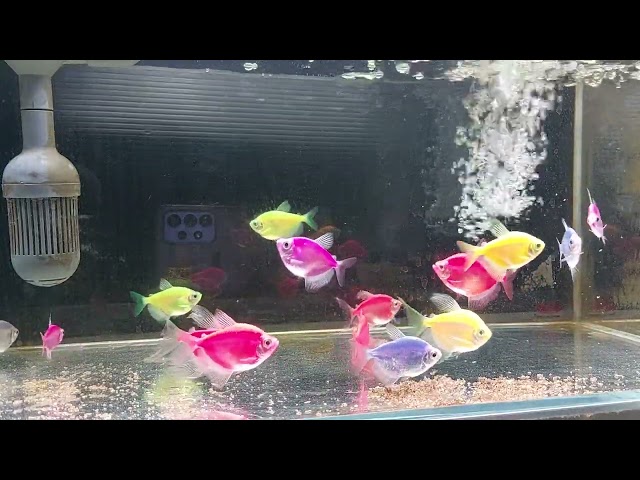 Relaxing Aquarium Fish Tank Sounds no music