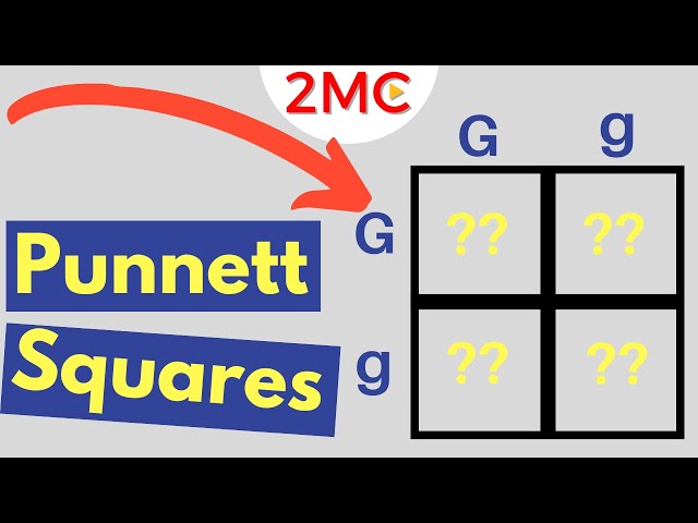 Punnett Square Basics | Mendelian Genetic Crosses