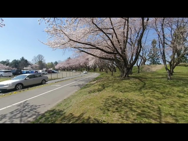 Cherry Blossom Trees in Kajo Park - Insta360 EVO 5.7K 3D VR180