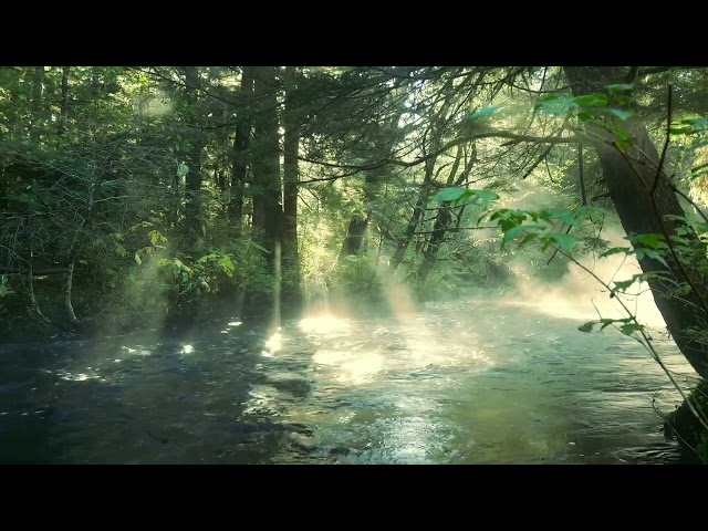 [HD] Forest🌳Sounds - Relaxing River Sounds - Wirh Birds - Nature Video - Relax | Sleep | Study