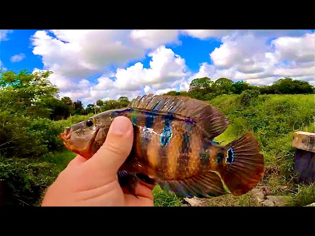 FLORIDA CANAL FISHING. I CAN'T BELIEVE WHAT I HOOKED