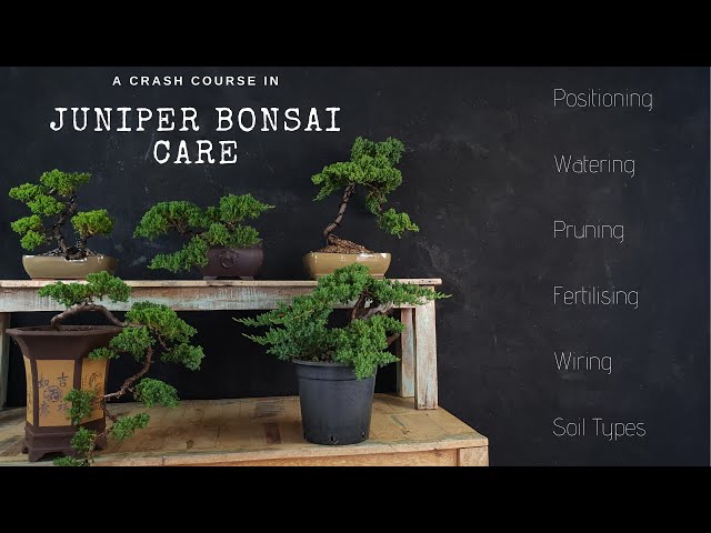 How To Care For Juniper Bonsai ( 2019 ) A JUNIPER CRASH COURSE