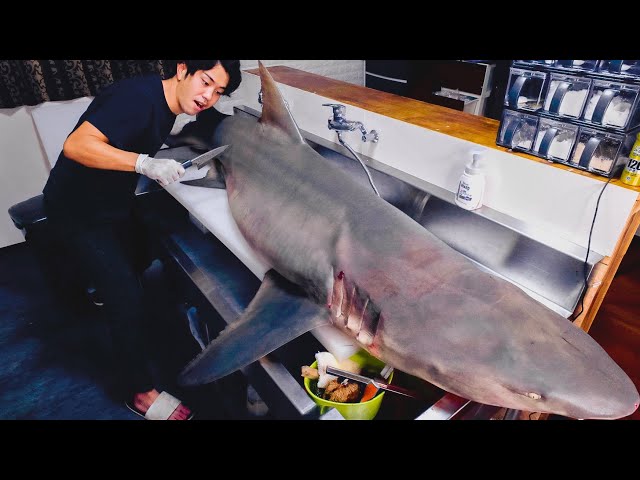 It's Over 100kg. Breaking Down Sicklefin Lemon Shark That Also Attacks Humans...