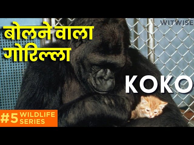 बोलने वाली गोरिल्ला KOKO की अद्भुत कहानी | KOKO The Talking Gorilla