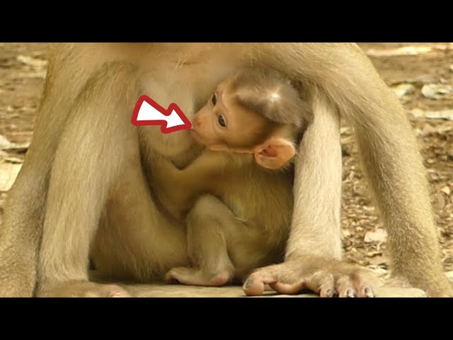 OMG! The good mother monkey is worried about her baby and is breastfeeding