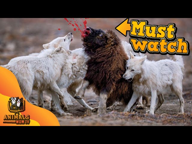 Defending its young against wolves - Muskox Survival