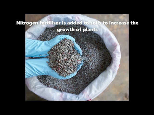 Nitrogen Cycle II: Fertilised Algae