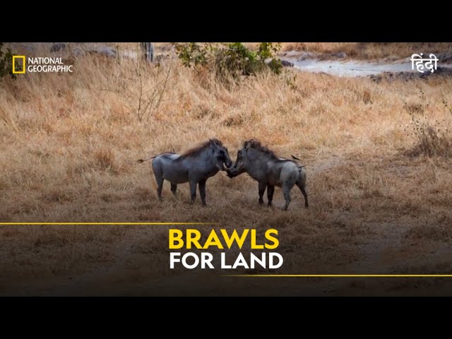 Brawls for Land | Animal Fight Club | हिन्दी | Full Episode | S2 - E5 | National Geographic