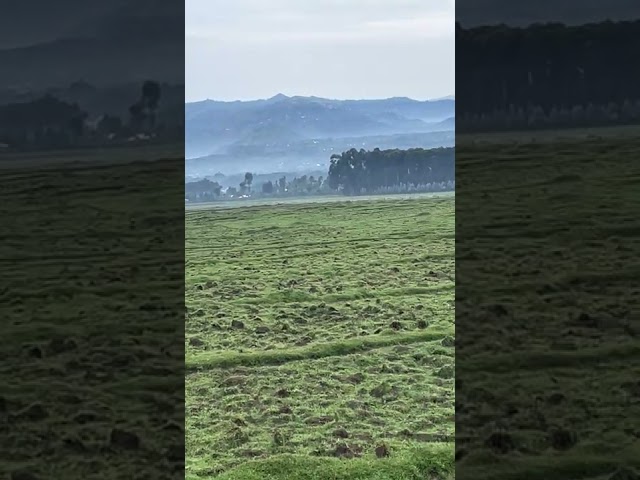 Volcanoes National Park, Rwanda