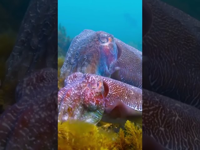 #shorts #viral #ocean  #cuttlefish #aquarium