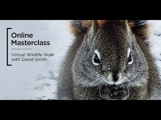 Online Masterclass | Virtual Wildlife Walk with David Smith