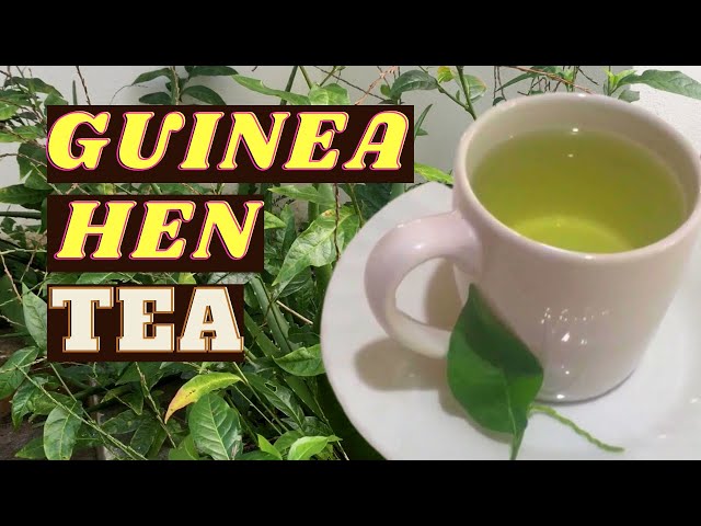 How to make Guinea Hen Tea: Health Benefits of Guinea Hen Tea: Earth's Medicine