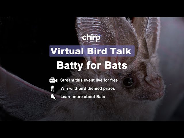 Batty For Bats with Linda Stamer | Chirp Nature Center