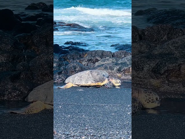 (097) a turtle at Punalu’u Black Sand Beach