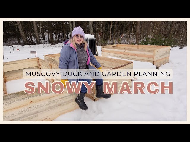 Snowy March I Muscovy duck and garden planning