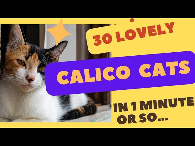 Calico Cat Cuties: A Quick 1-minute Compilation