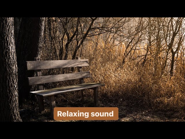 Relaxing Jazz Music For Studying | Best Music For Stress Relief | Beautiful Nature | Calm & #peace