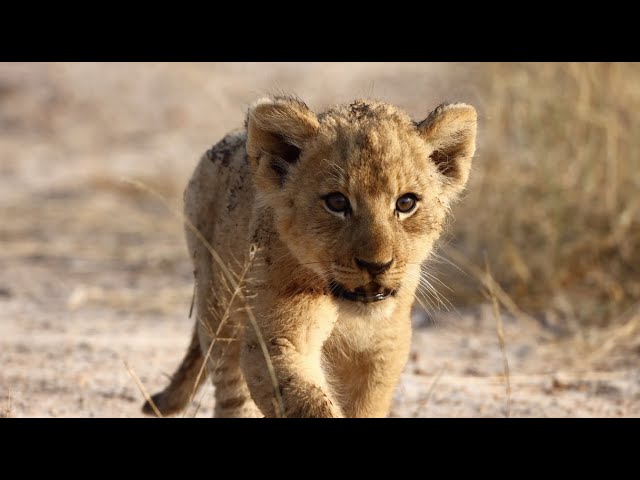 Tiny Lion Cub Joins the Pride (Talamati Pride)
