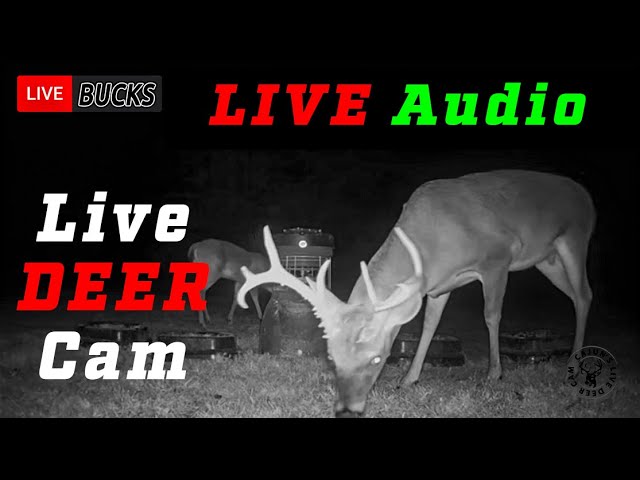 Live Deer Cam with Whitetail Bucks and Does