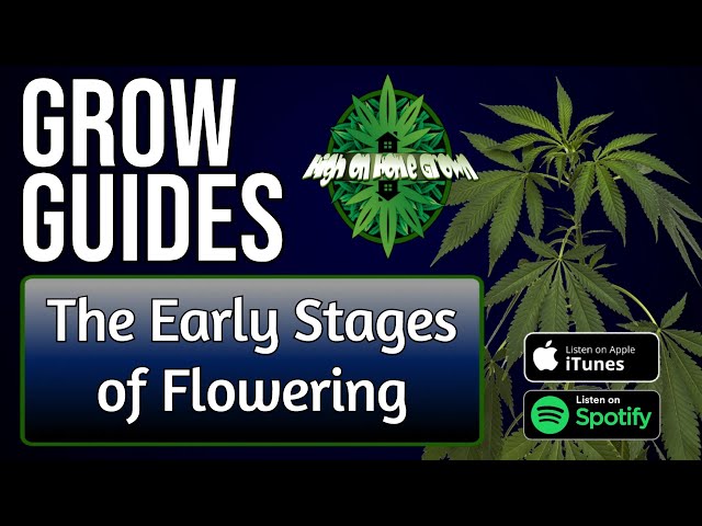 The Early Flowering Stage | Grow Guides Episode 8