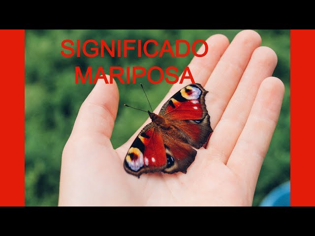The Spiritual Meaning of Colored BUTTERFLIES