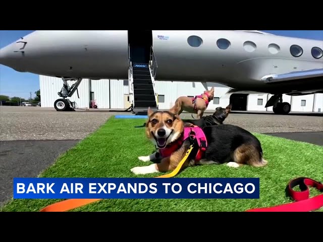BARK Air expands airline to Chicago with flights catered to dogs