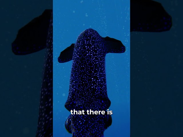 HOW Do Squids REALLY Move Around? 🦑