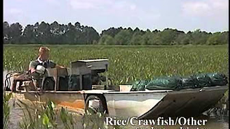Crawfish Farming