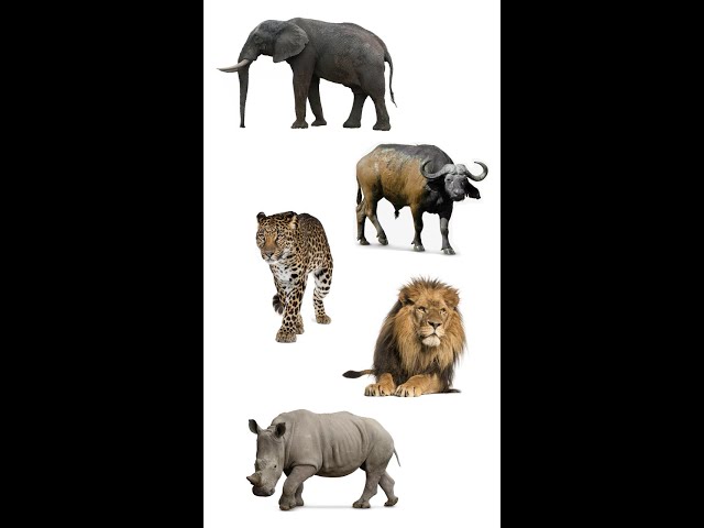 The Big Five Animals Of Africa | 5 Big African Animals #africananimals