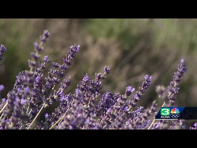 Picking your own fresh lavender at Roberts Ferry Lavender Farm