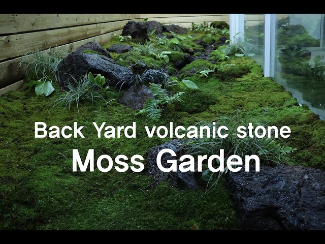 Making A Back Yard Volcanic Stone Moss Garden 카페 뒤의 비밀스러운 화산석 이끼정원