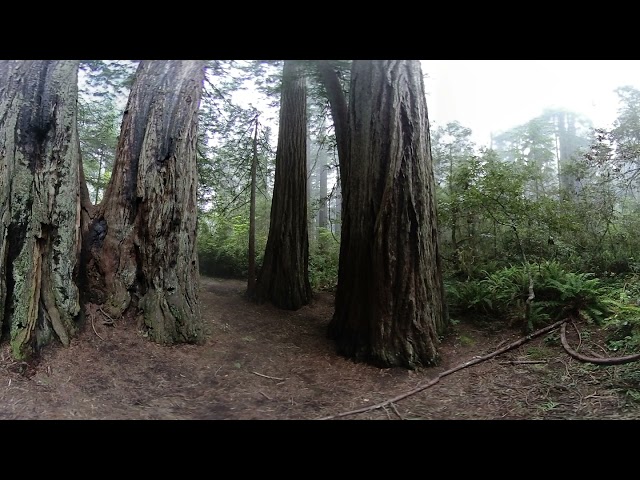 Parque Nacional Sequoia VR 360 estereoscópico