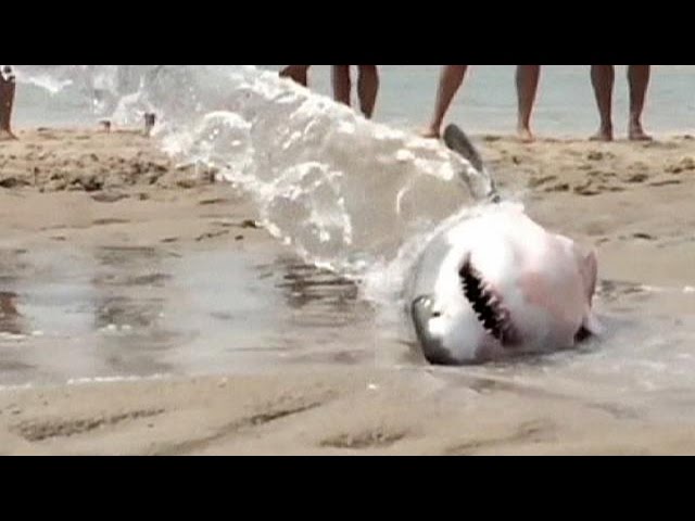 Beachgoers save stranded great white shark