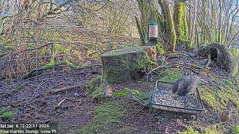 Stills Motion Capture from Scottish Wildlife Garden