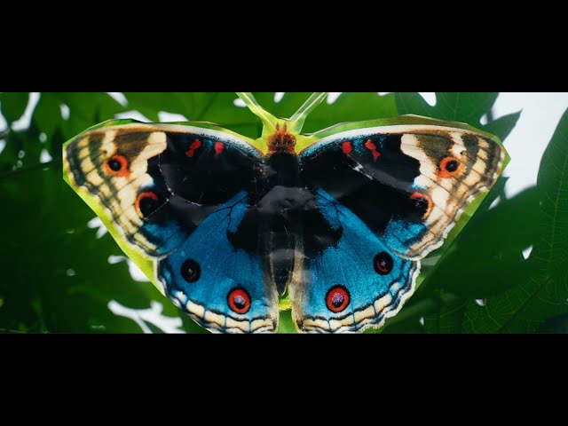 Cornetti - Butterfly (prod. by JVZZBVR x TACKA77)