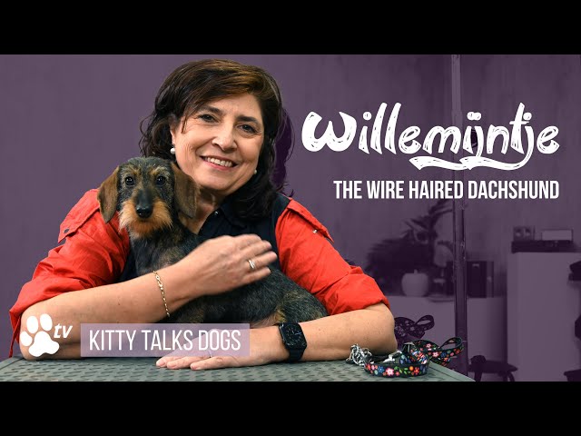Kitty Talks Dogs - Willemijntje The Wire Haired Kaninchen Dachshund, Essential Guide for Dog Show.