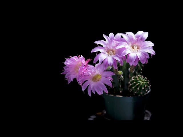 4K Cactus Flowering Time Lapse