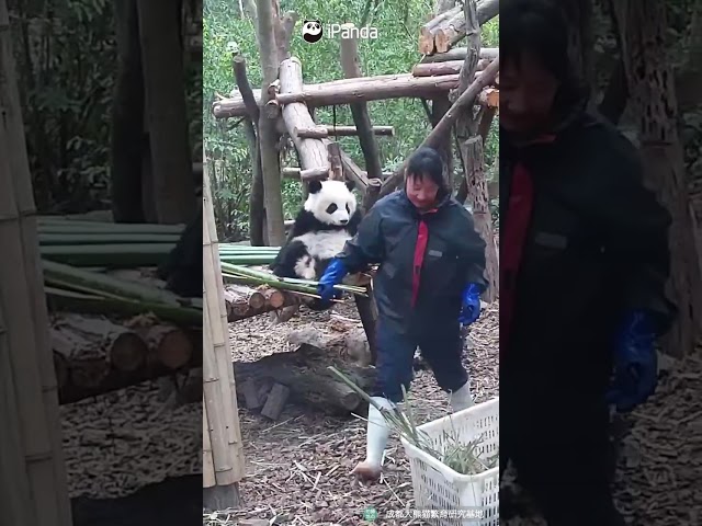 Panda Nanny Looking More Tired With The Baby Panda’s Help | iPanda #shorts