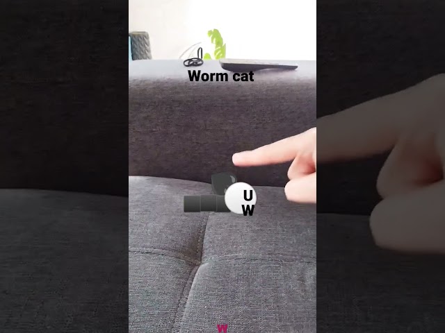 It's a worm cat! Run for your life it's too cute!!