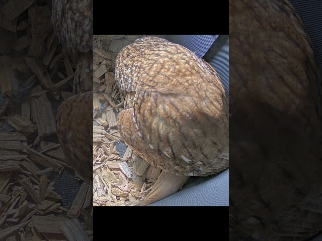 Still just 1 Tawny Owl Egg, another today? 🤞🦉#owlnest #tawnyegg