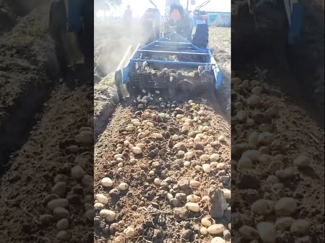 बटाटा काढणी यंत्र आलू निकालने वाली मशिन sweet potato Harvesting machine @a2zagri
