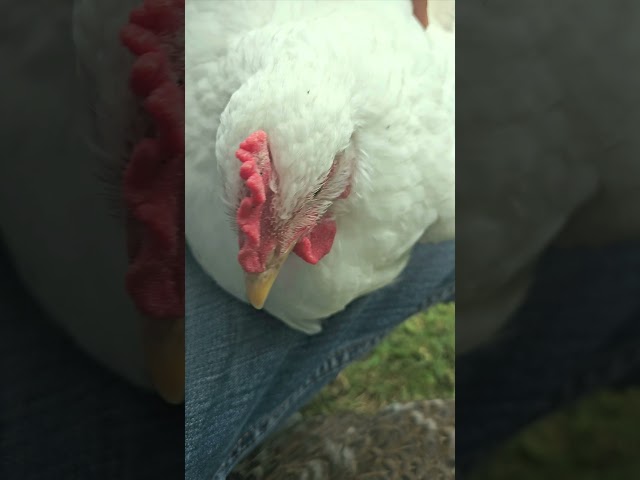Andre the Rooster: The Cluckin' Cutie You Need to See!